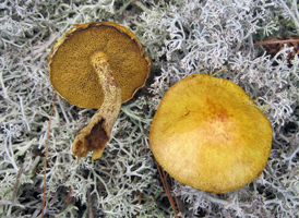 S. americanus – The yellow pores and tubes under the cap turn brown as it ages and dries. S. americanus – The yellow pores and tubes under the cap turn brown as it ages and dries.